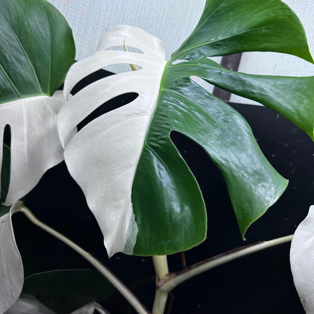 万*e様 モンステラ斑入りハーフムーンホワイトタイガー極美斑入り73cmレア