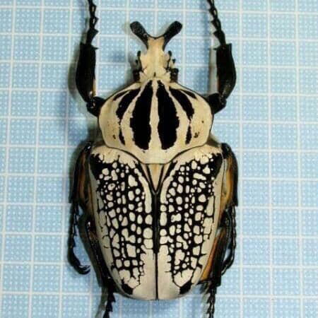 大型 コンゴ産 オリエンタリス ゴライアス