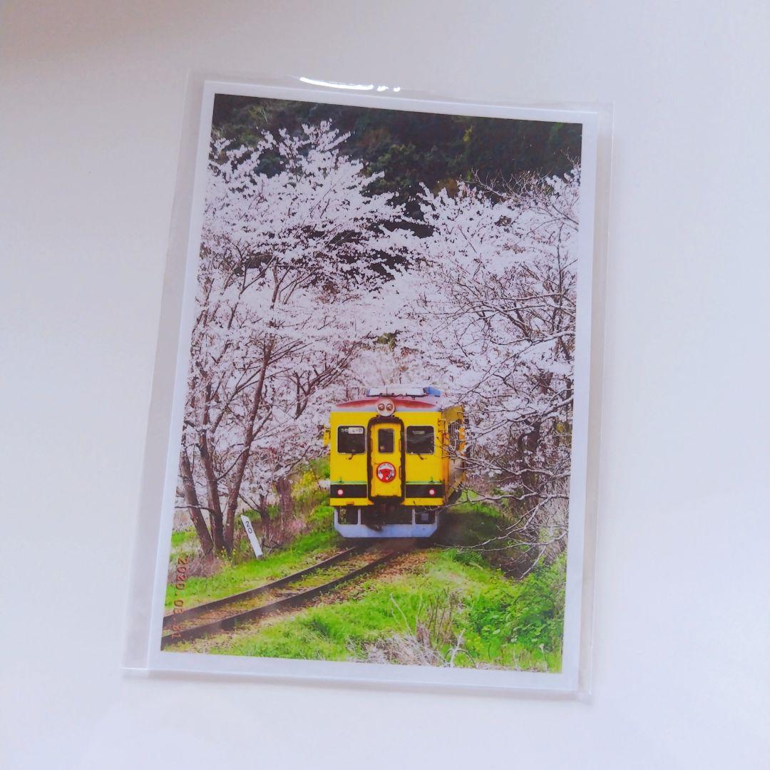 千葉県いすみ鉄道 レア 桜 春 写真