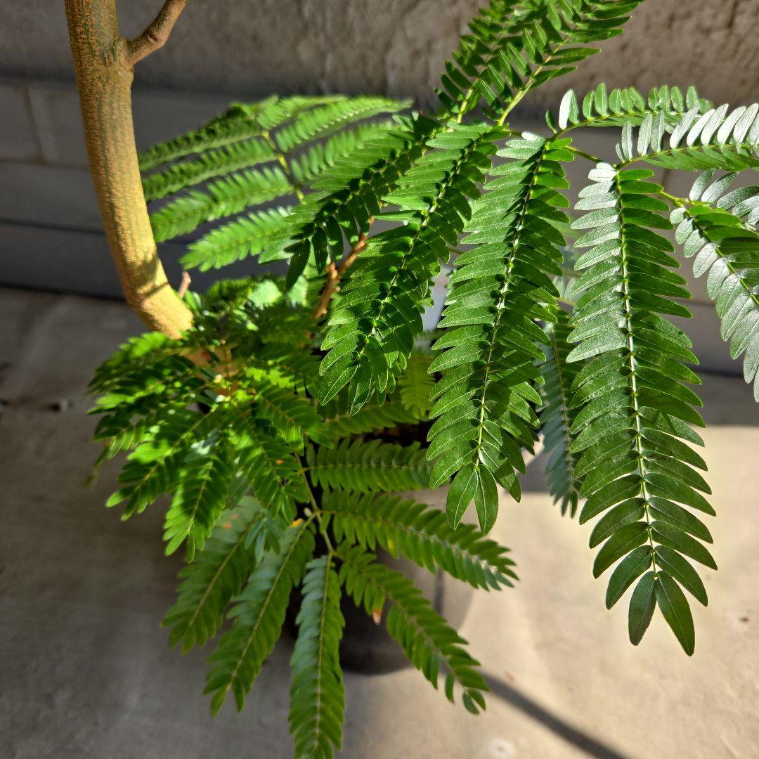 ④　エバーフレッシュ　曲がり仕立て　８号特大苗木最高等級極上品‼️