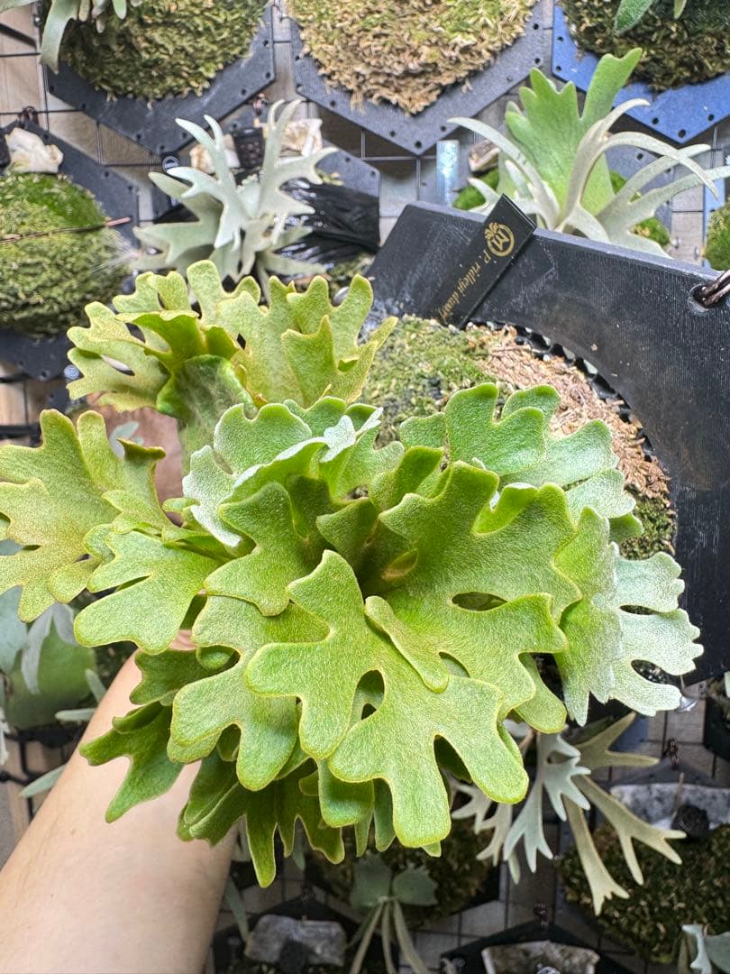 ridleyi dwarf minimini 板付け