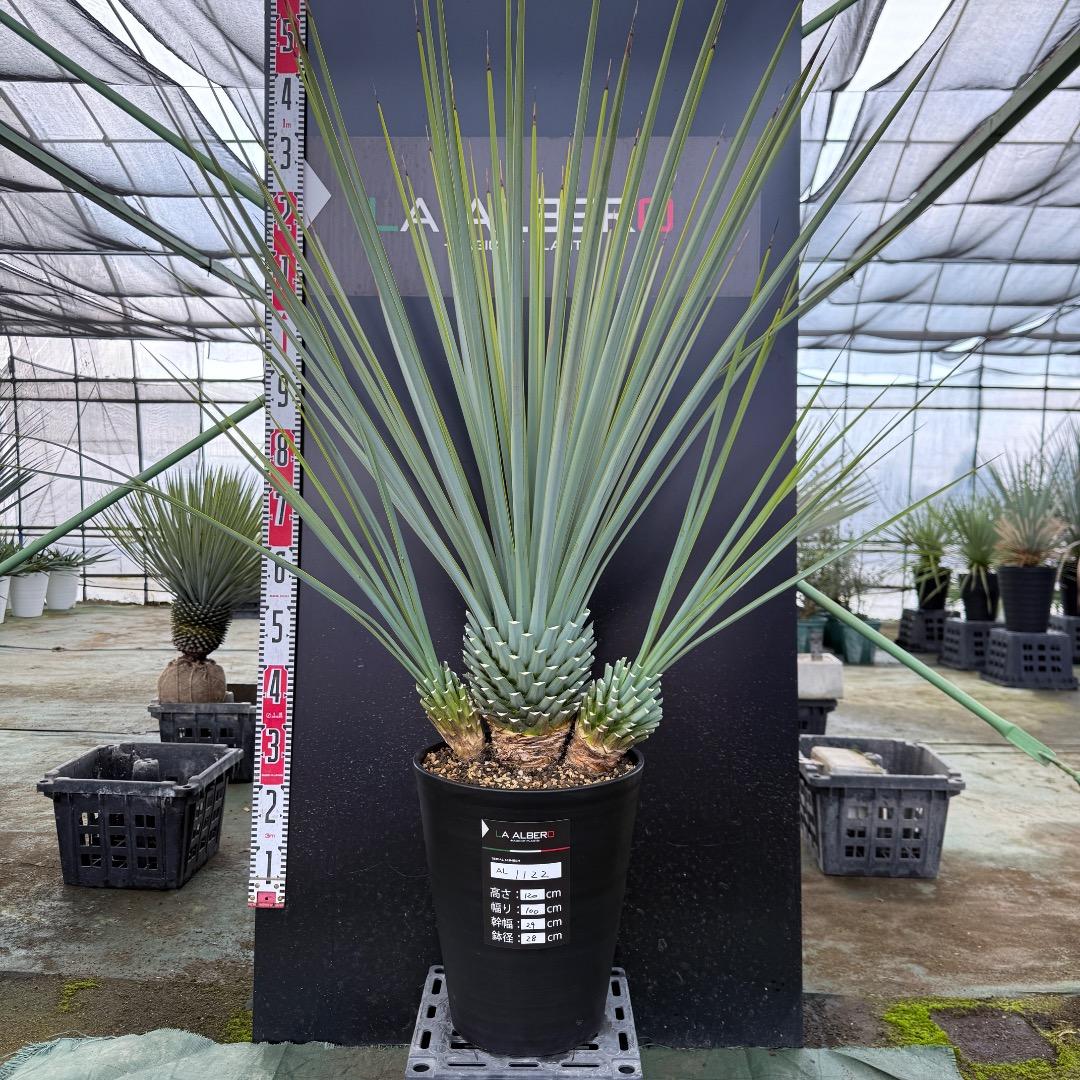 H*U様 【AL1122】ユッカ　リギダ　超希少トリプルヘッド