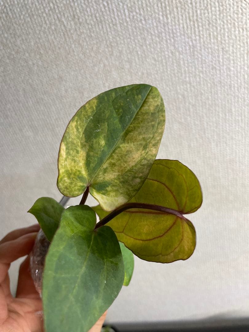 N*s様 Anthurium AOS✖️RVDP斑入り
