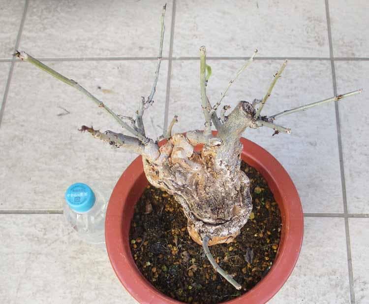 【現品】発根済　大株　バオバブの木　バオバブ・ディギタータ　7号鉢　お５番