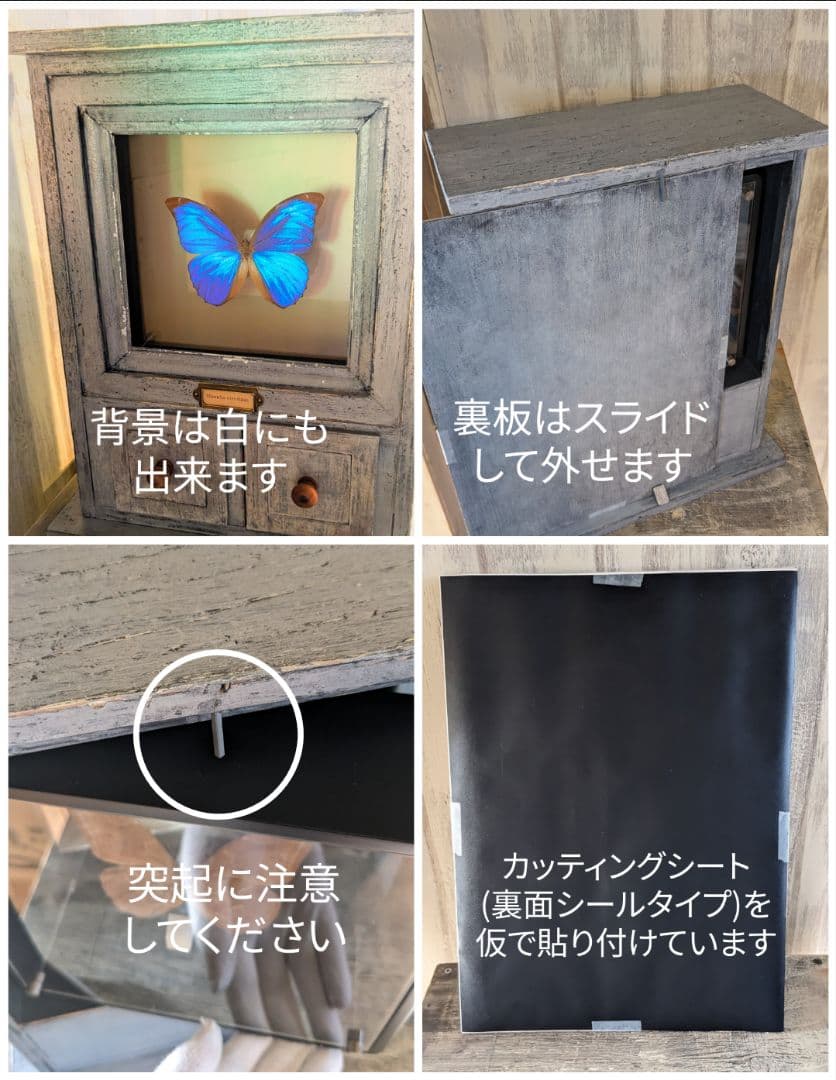 美品「レテノールモルフォ」標本　専用ケース付(ハンドメイド)