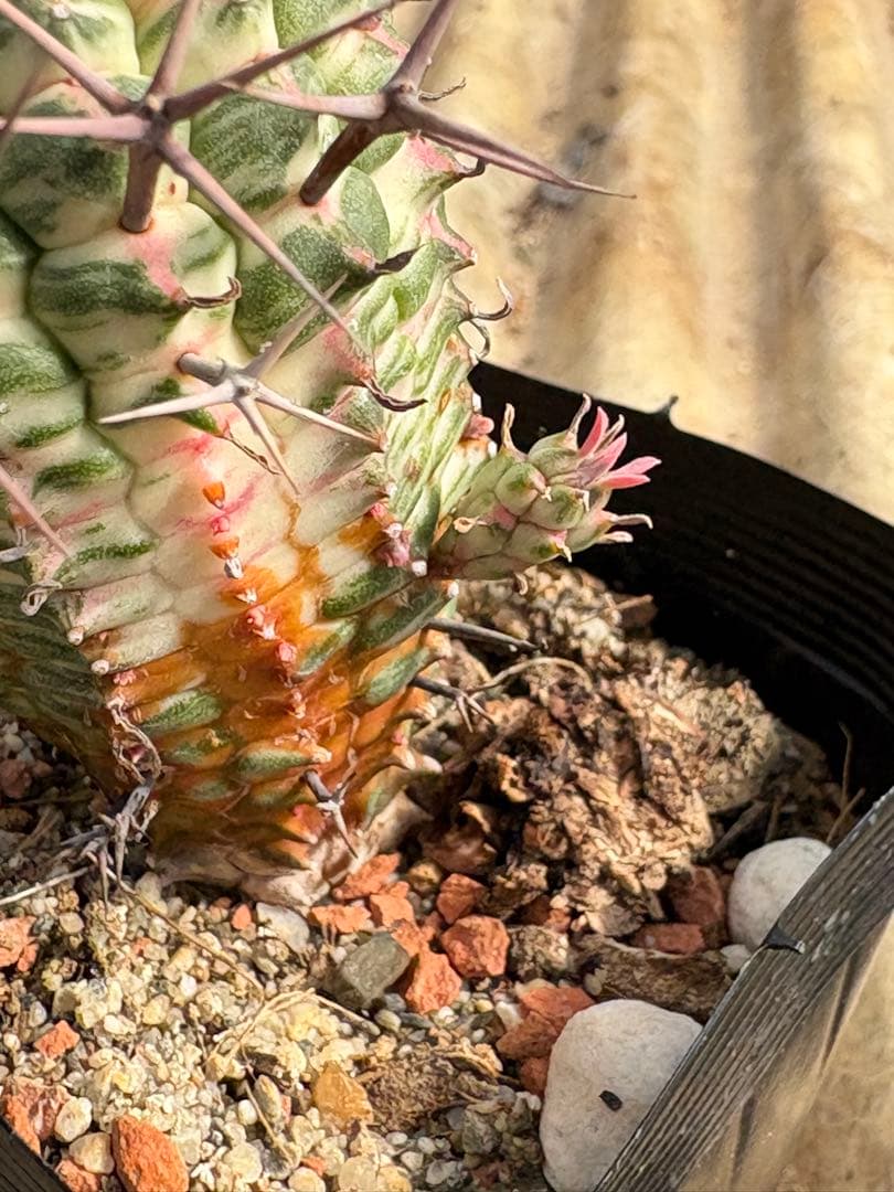 ユーフォルビア　群星冠錦　子株付き