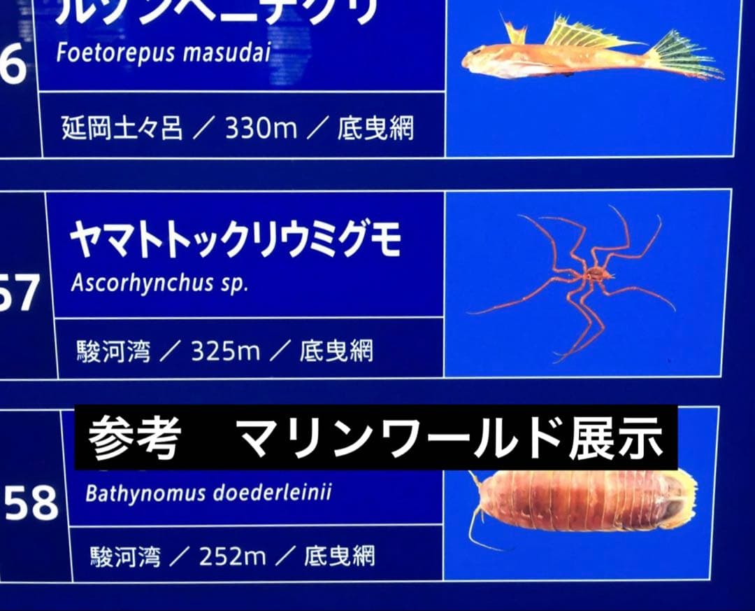 ウミグモ　深海生物樹脂封入標本 LEDライト付き 木製ケース