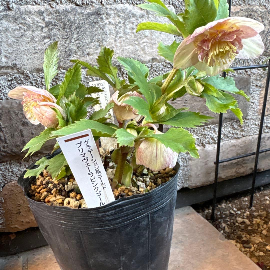 せ*ん様 クリスマスローズ・プリマヴェーラ