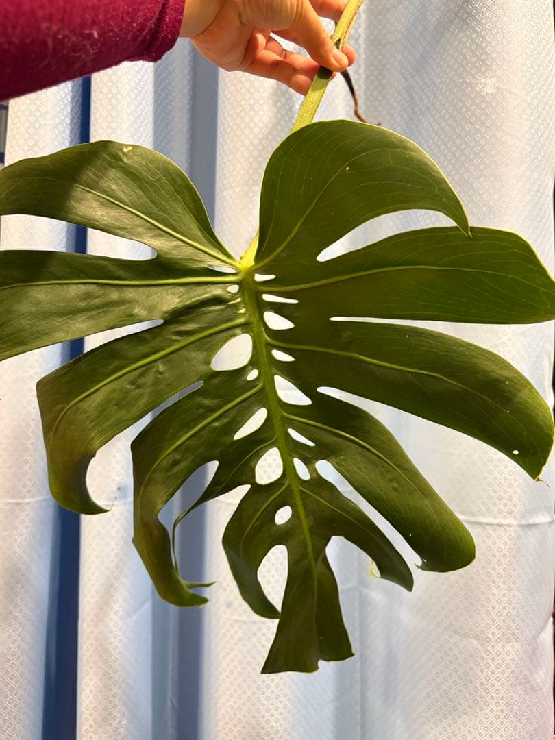 モンステラ　Macrocosm（マクロコズム）極美葉　発根済みカット苗2ノード