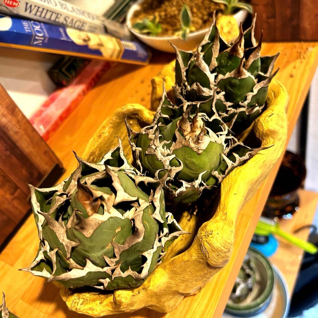 アガベ　海王［烈海王］×superシーザー×姫厳竜　S株特価　ボールタイプ　特価