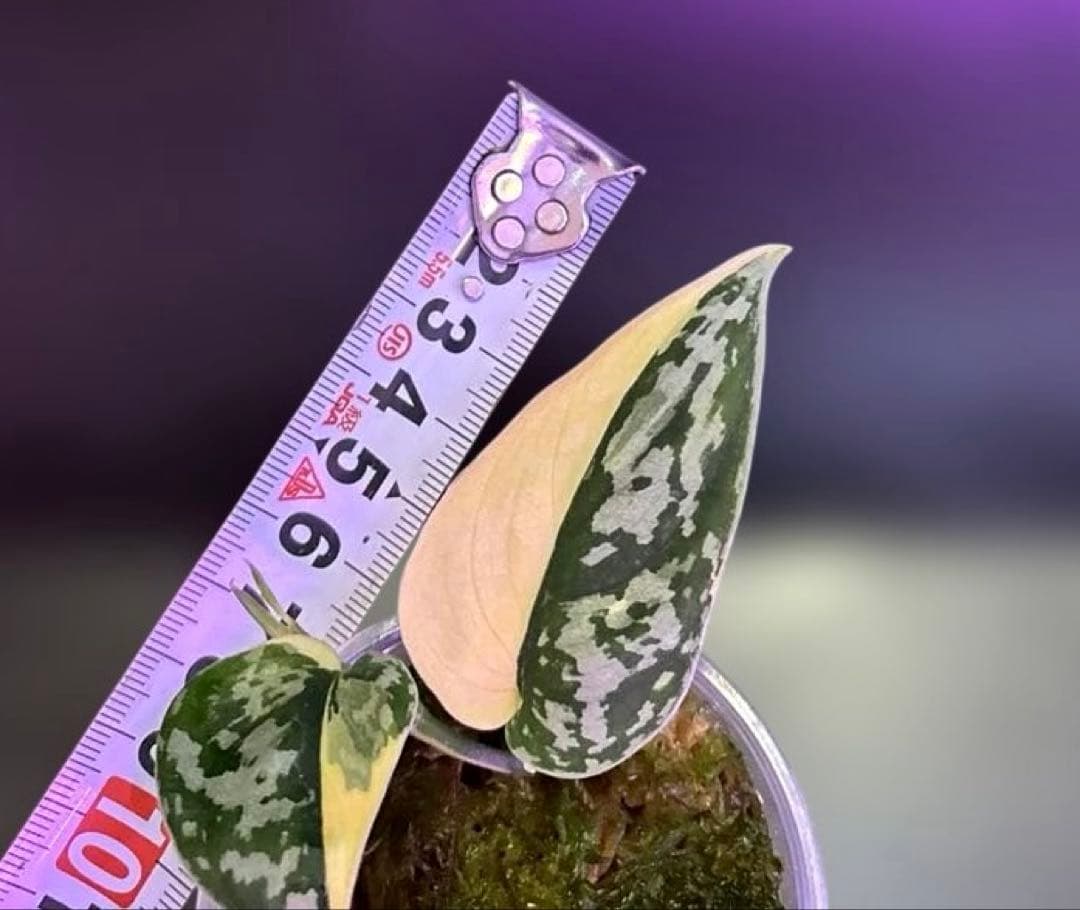 スキンダプサス　綺麗な　セット　F1