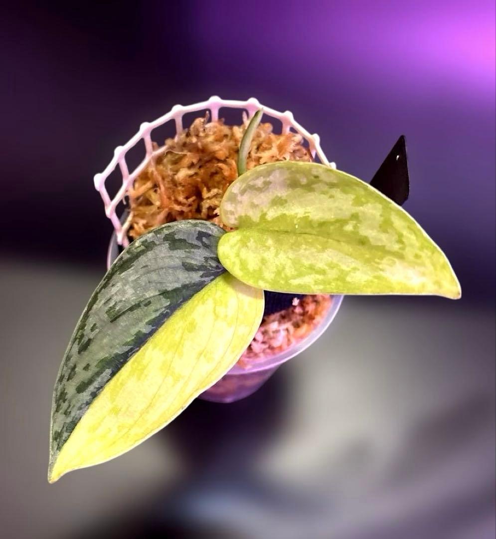 スキンダプサス　綺麗な　セット　F1