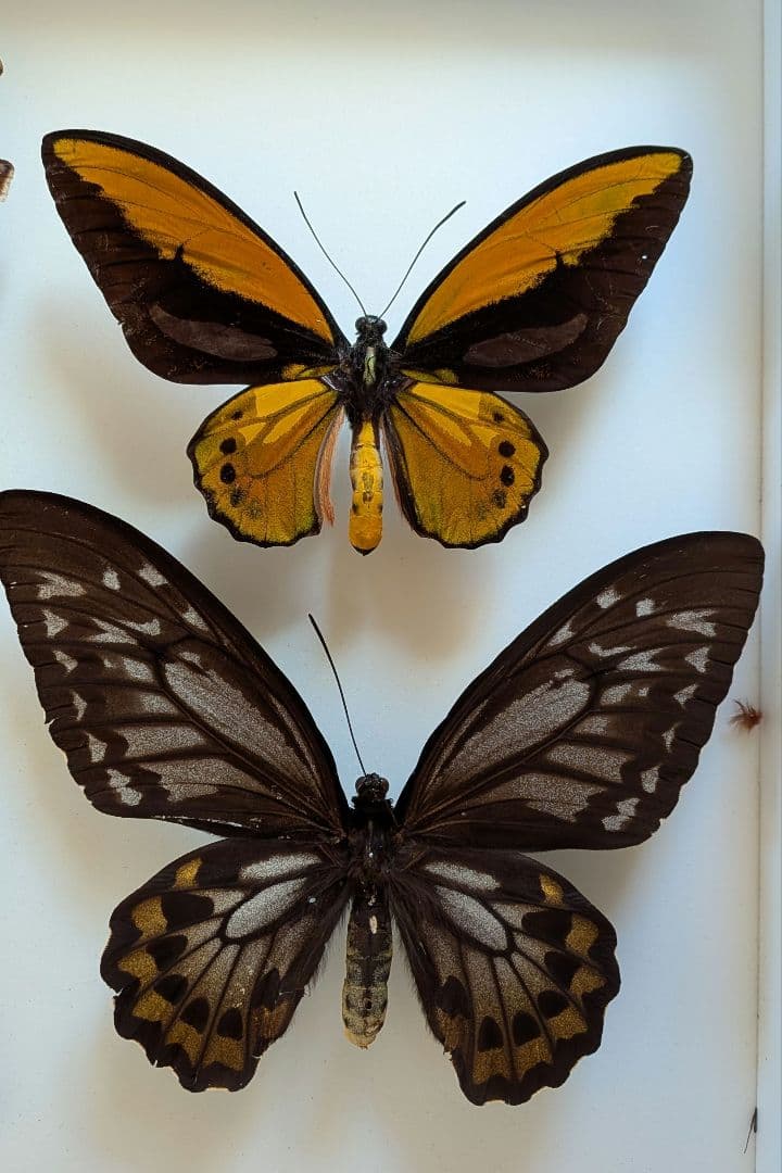 蝶標本 昆虫標本 外国産蝶標本　アカメガネトリバネアゲハ