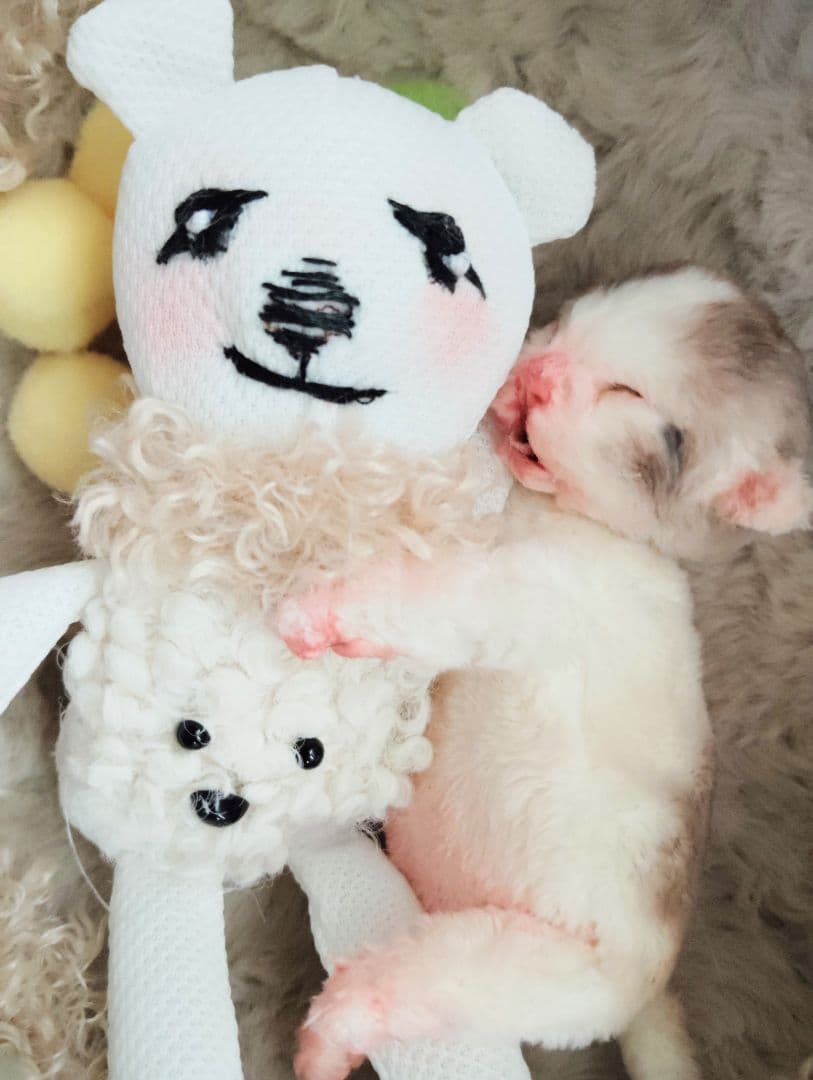 ママ募集❤生後１日子猫ちゃん♡バスケットとクマたん♡アートドール♡ぬいぐるみ♡