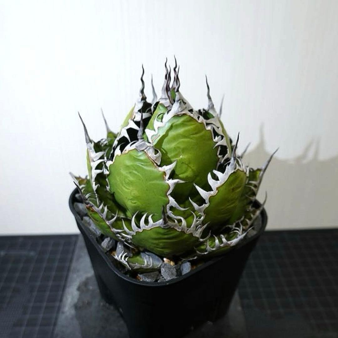 【現物出品】2121 【鉢のまま発送】 アガベ ホリダ