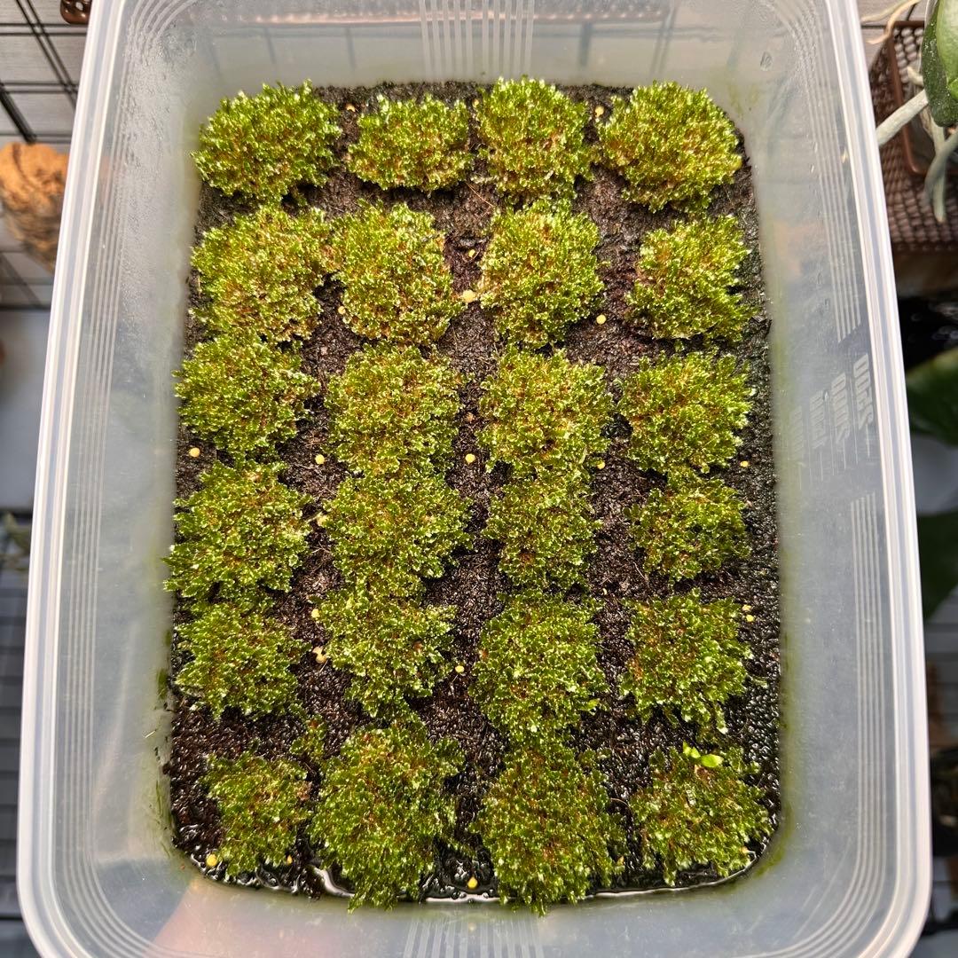 ②【限定出品】P.willinckii OMG 前葉体 胞子体 タッパーまるごと