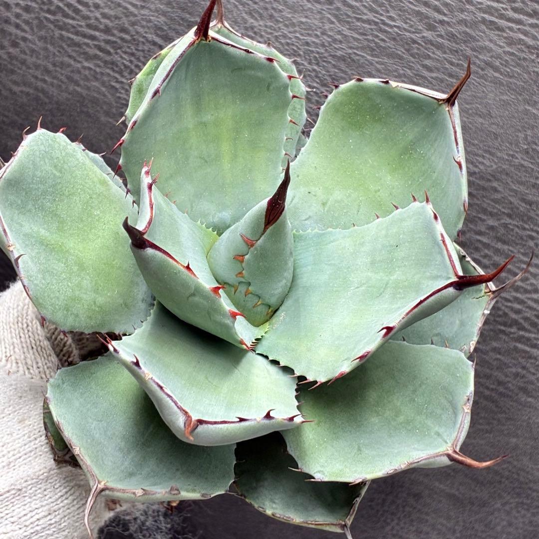 た*か様 アガベ 「特選パリー」トランカータスーパー コンパクト 短葉型 低重心