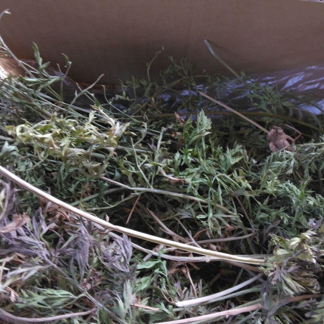 農薬不使用　乾燥人参の葉っぱ　80サイズ