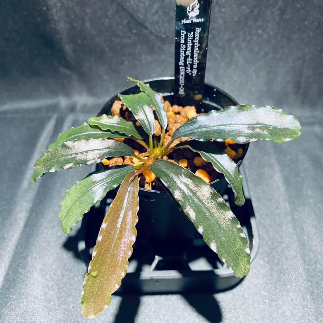 【 HW便】Bucephalandraセット②