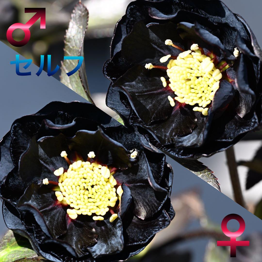 クリスマスローズ小苗 ♀ピンクホワイト×♂ピンクイエロー&グロスブラックセルフ