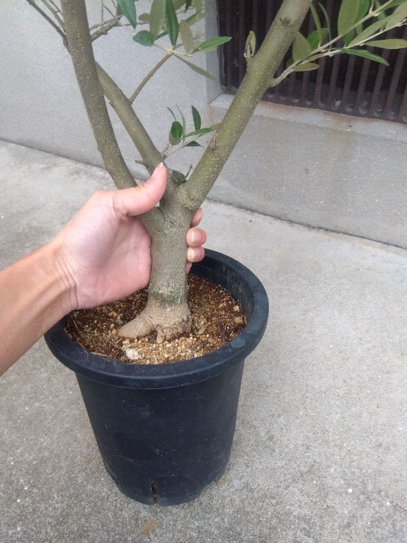 オリーブ　創樹　souju　ミッション　7号鉢つき 幹太❗　④