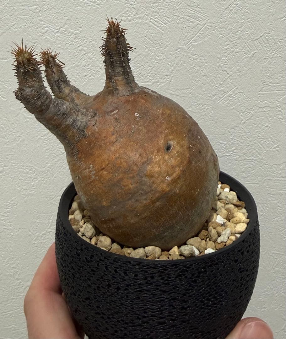 グラキリスト　塊根植物　現地球