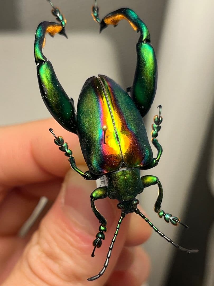 【腿太葉虫最大種】Sagra buqueti モモブトハムシプラチナコガネ標本