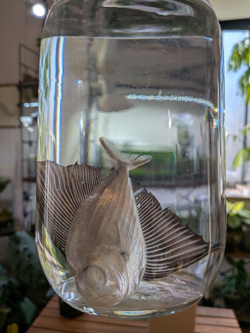 【激レア深海魚】リュウグウノヒメ （液浸標本）