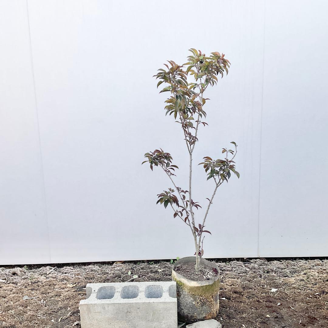 ソヨゴ　雄/ 1033