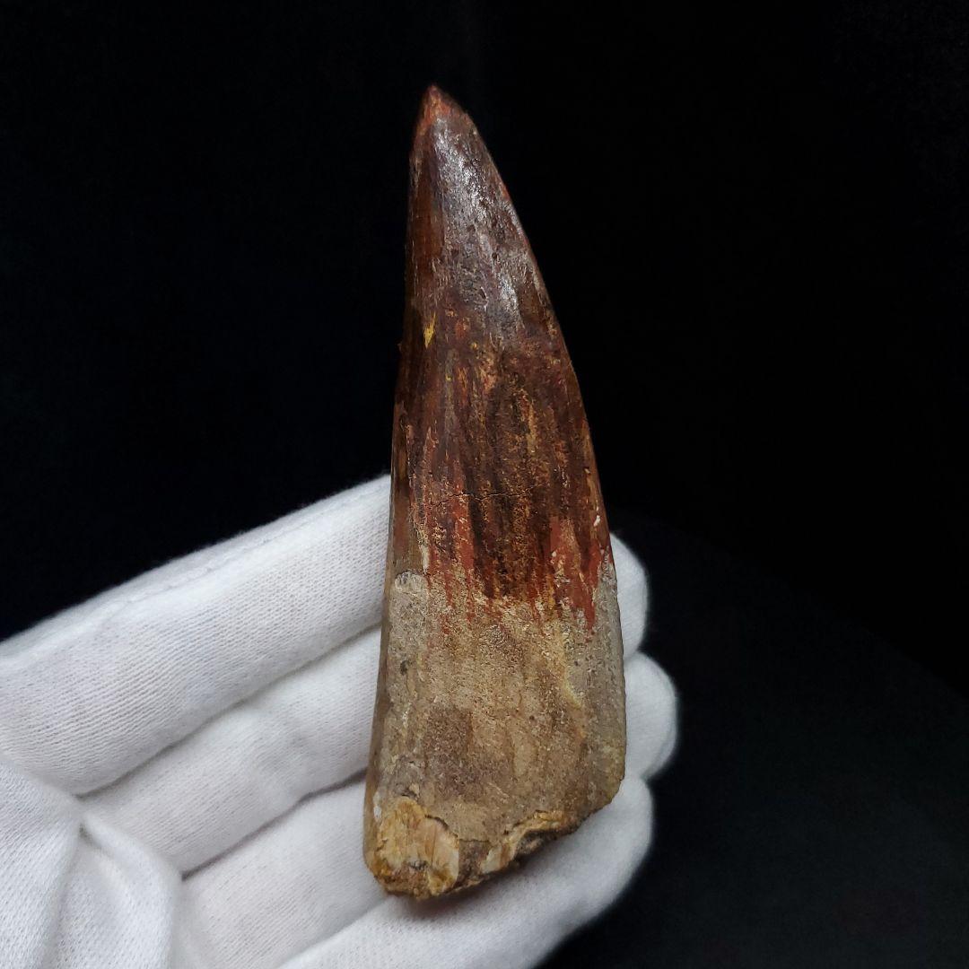 極上 スピノサウルス 本物 モロッコ産 85.33mm  sp432