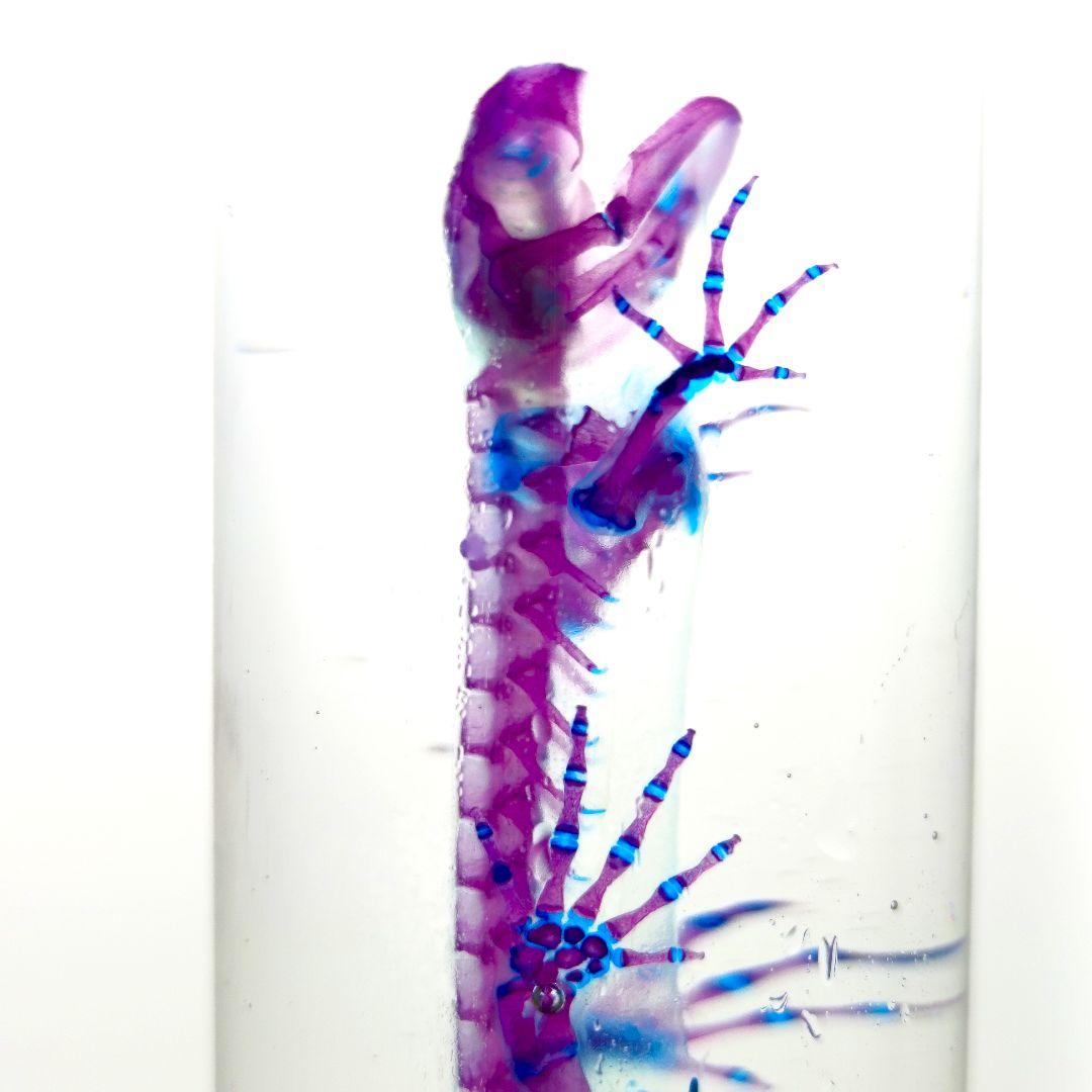 極美品【1点物】アカハライモリ① 8-9cm 50ml