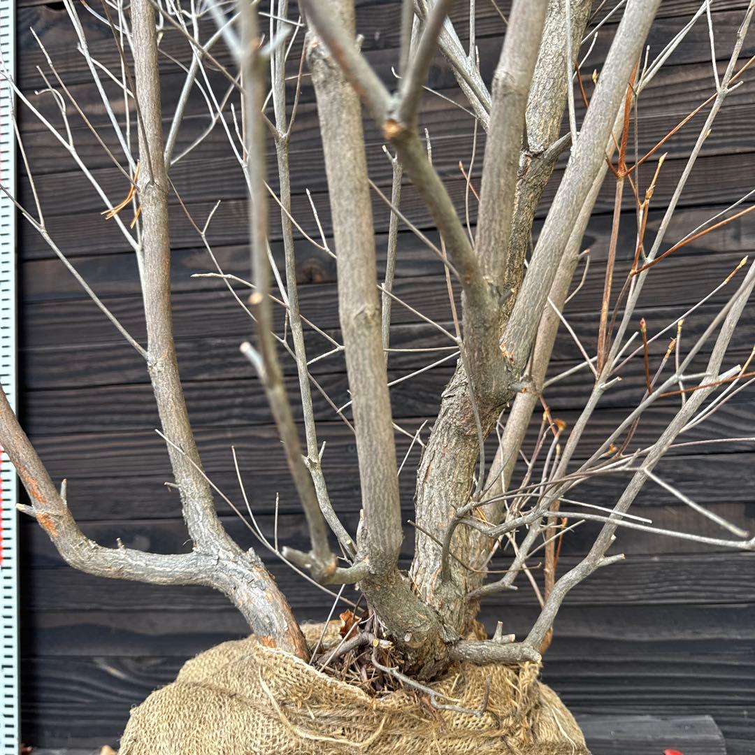 シロヤシオツツジ/大株/良形株【現品発送】管理70817