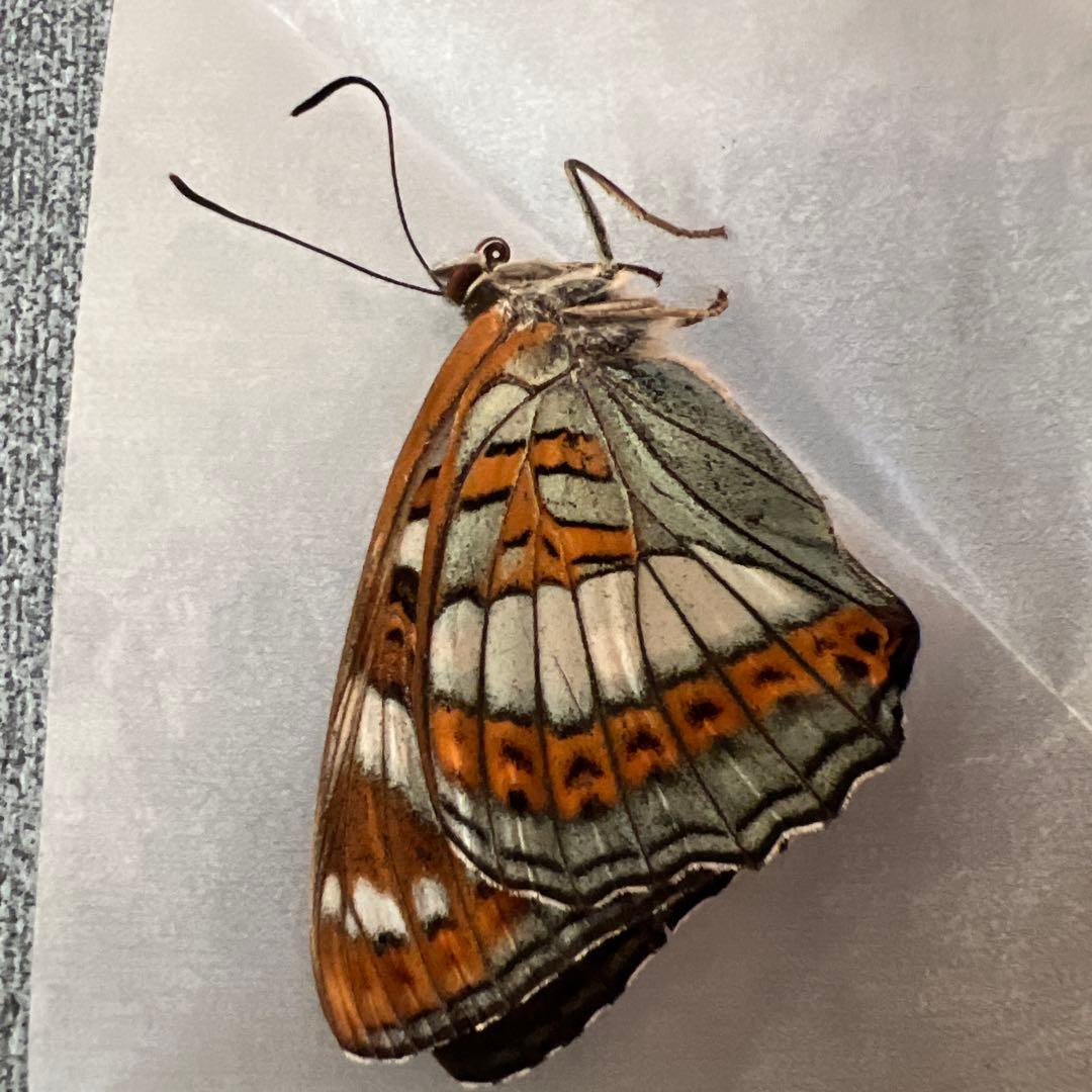 オオイチモンジチョウ　モンゴル産9頭セット