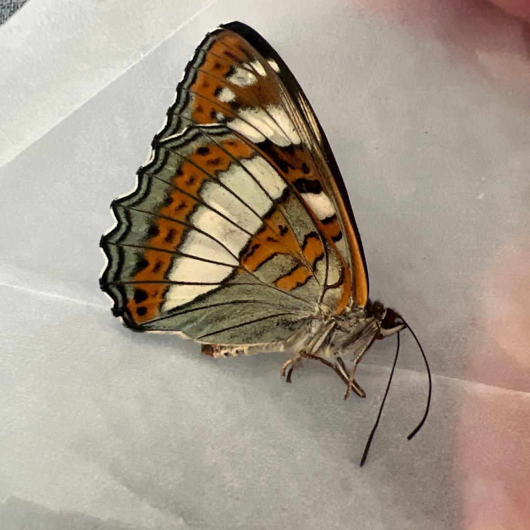 オオイチモンジチョウ　モンゴル産9頭セット