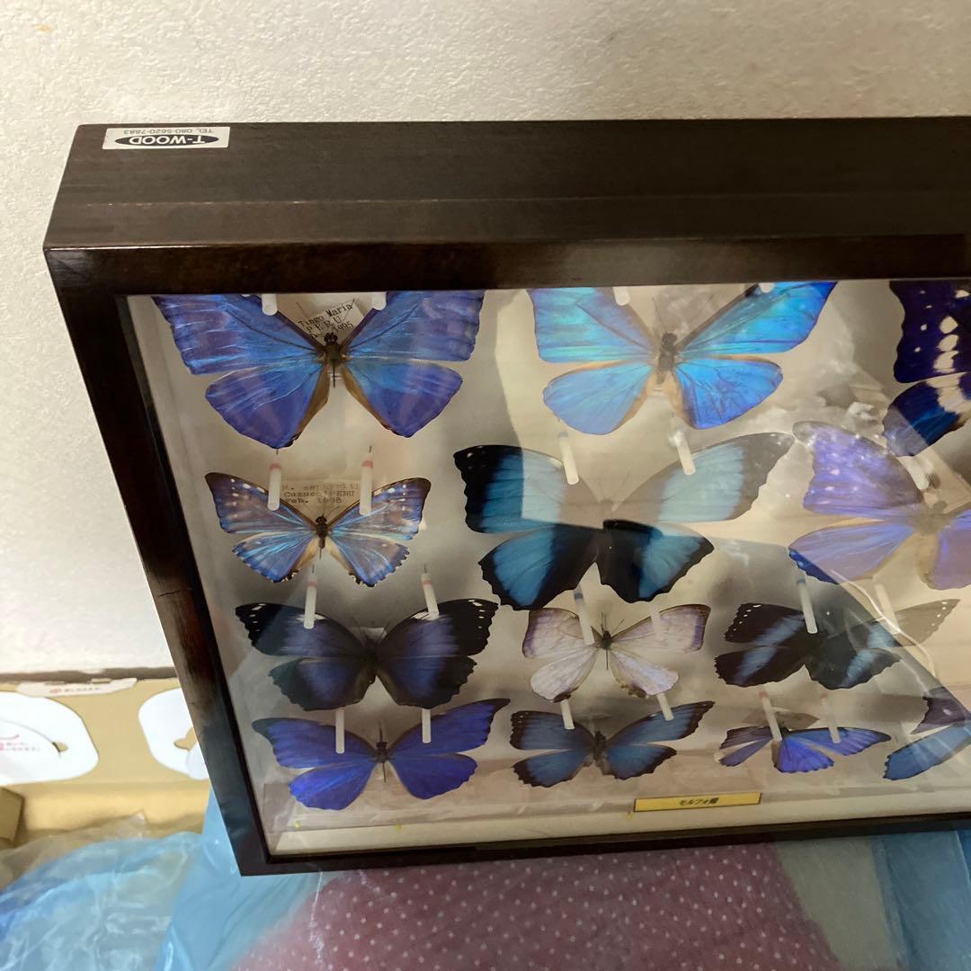 ギラギラモルフォ達