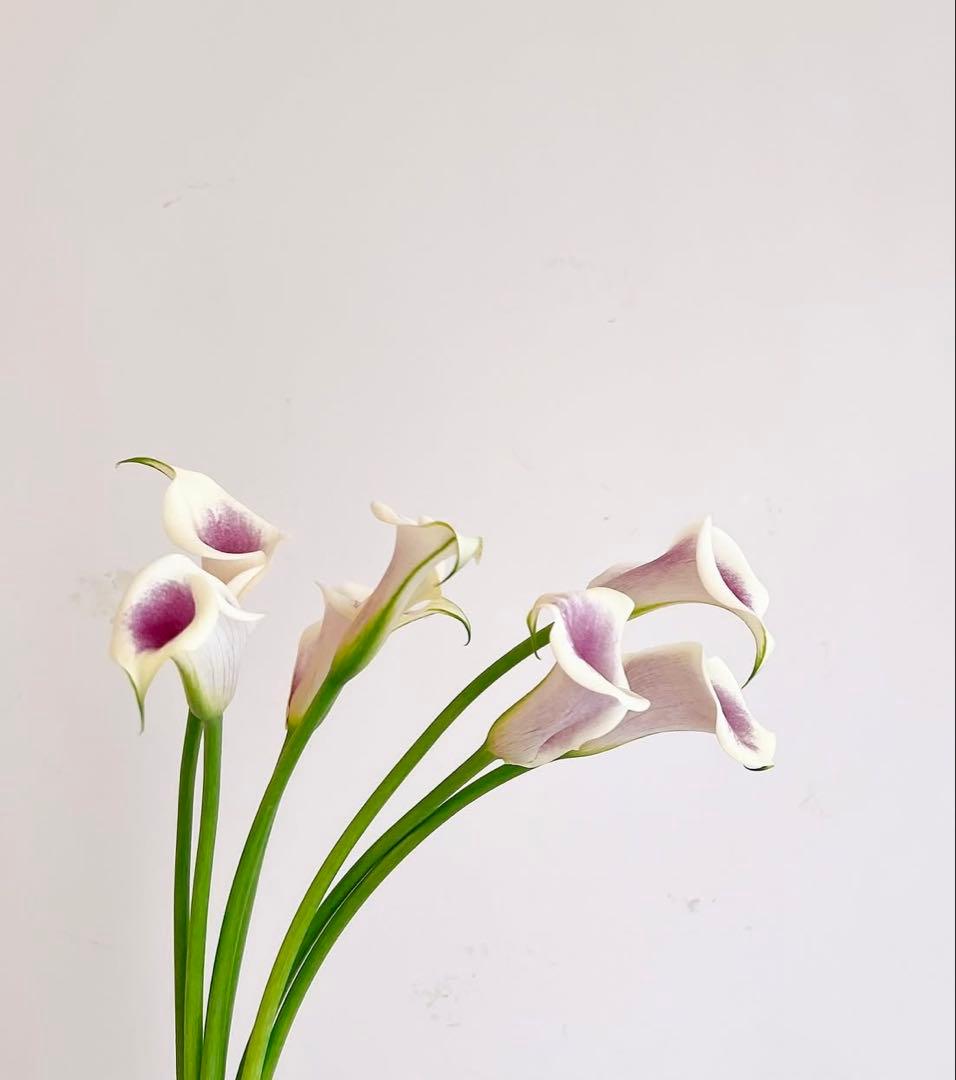 リリ　ハイドロコンプレックス　クレンザー業務