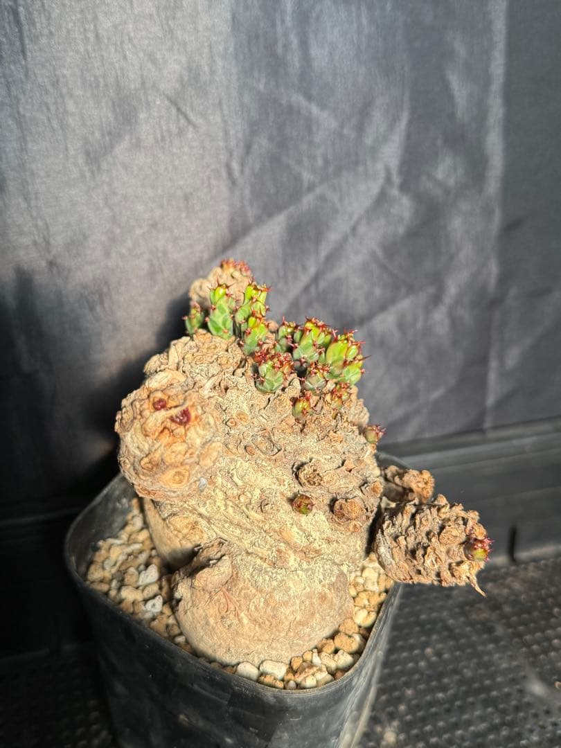 ②ユーフォルビア　クラビゲラ