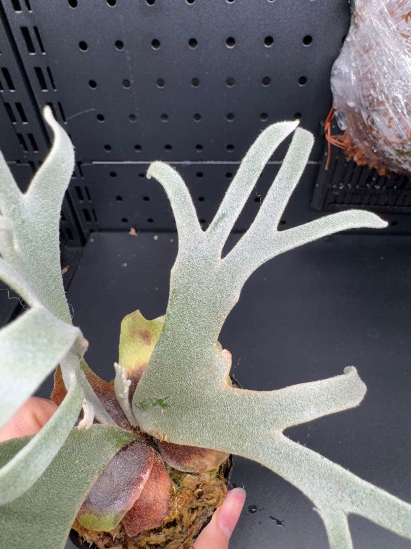 【平凡之鹿】YMDS Totoro HHRナーセリータグ付け #073