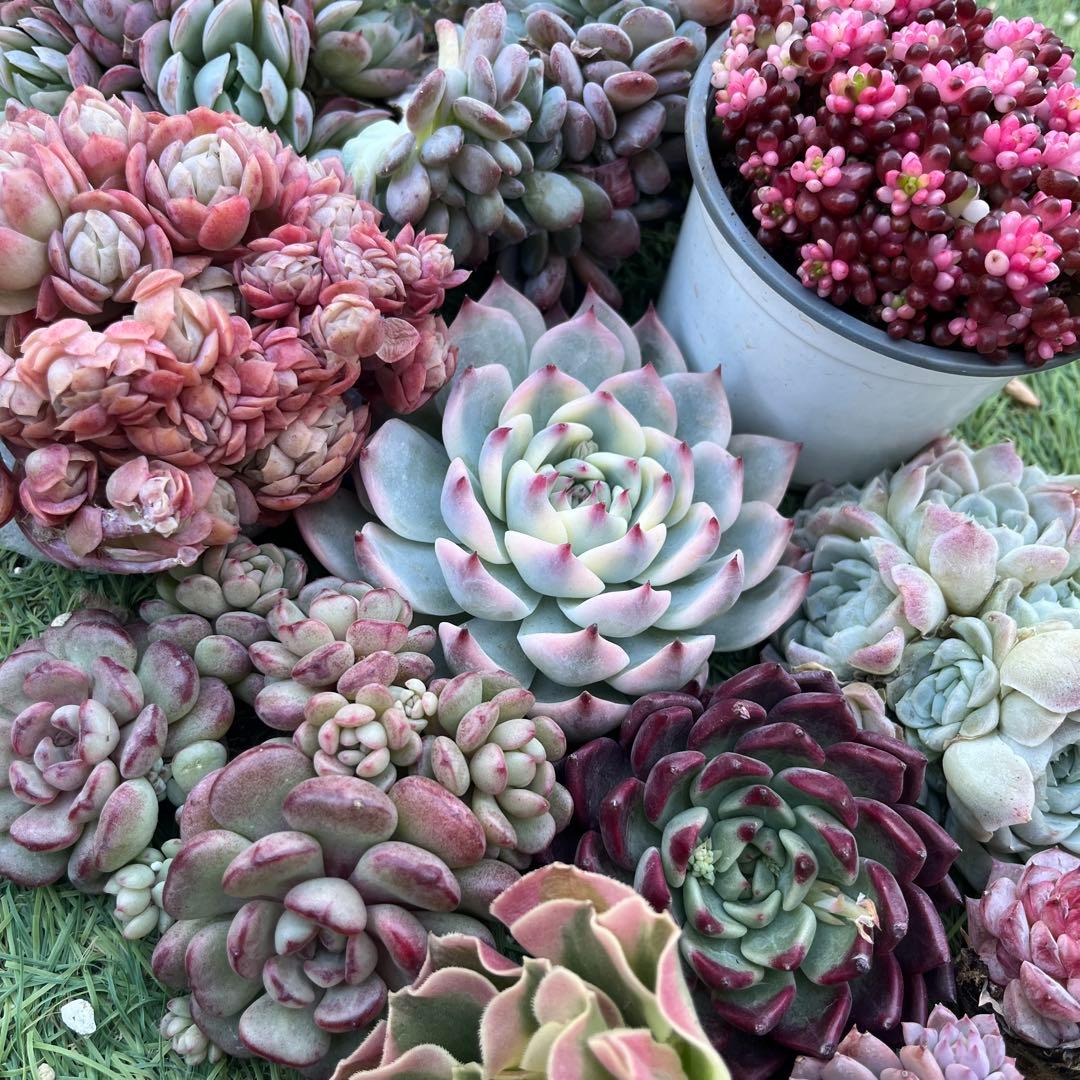 多肉たにゆ福袋　多肉植物