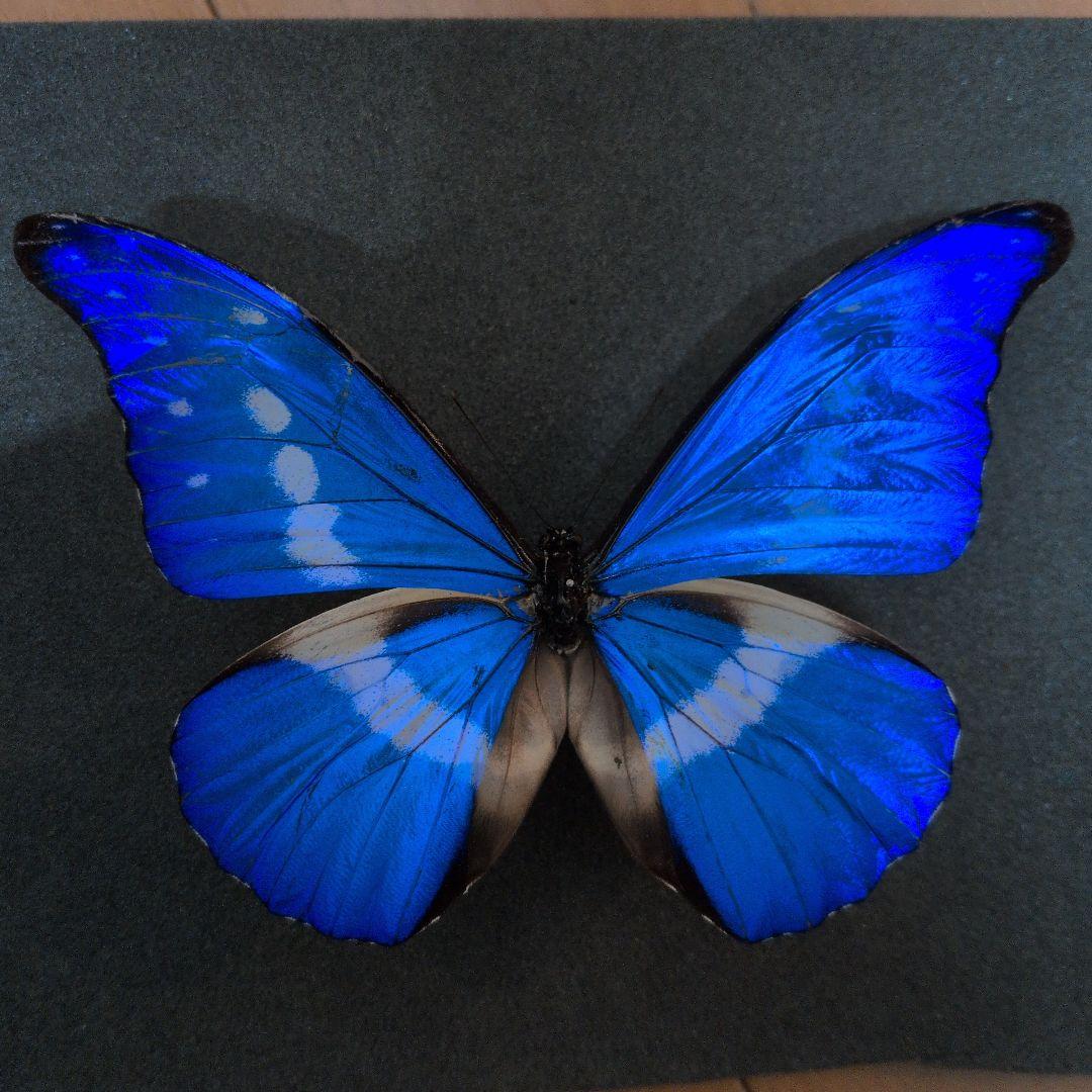 蝶標本 昆虫標本 外国産蝶標本　ヘレナモルフォ