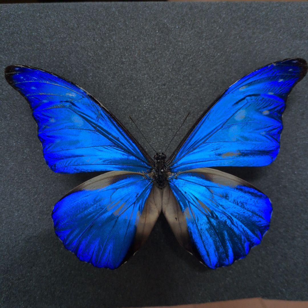 蝶標本 昆虫標本 外国産蝶標本　ヘレナモルフォ