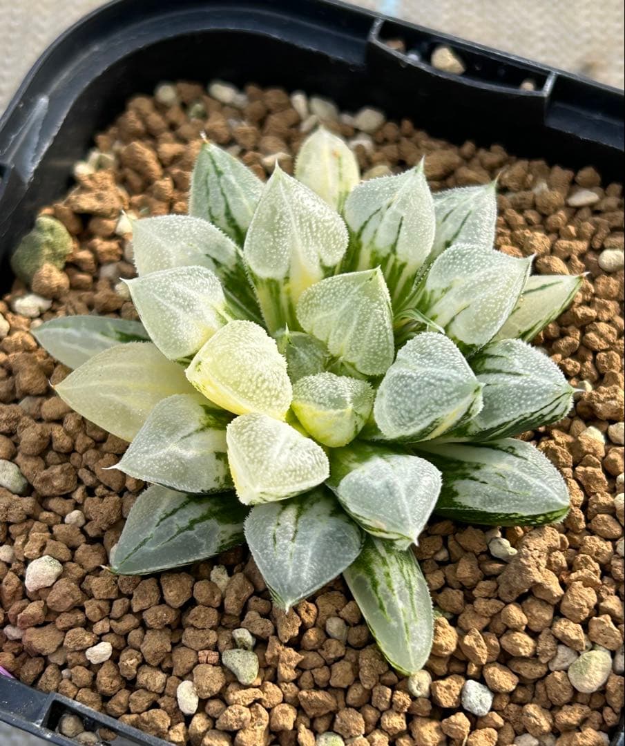 ハオルチア　ラブハート錦　超極上斑