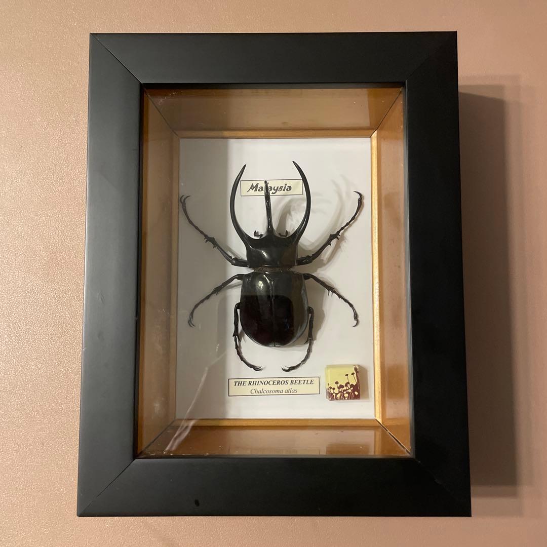 コーカサスオオカブト標本（マレーシア産）