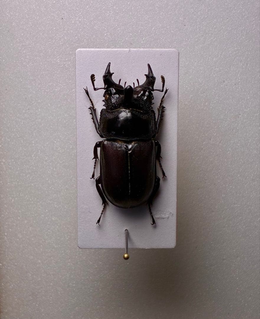 昆虫標本　レア種　大型カザリツノクワガタ　28mm