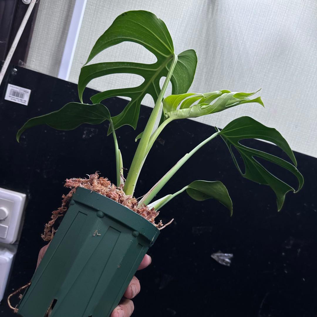 k*o様 モンステラデリシオーサシエラナオアハカ増殖株大株美葉個体レア