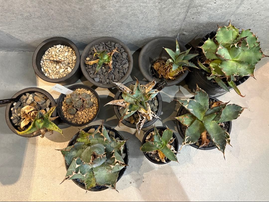 Agave titanota アガベチタノタ シーザー 10株セット 鉢付