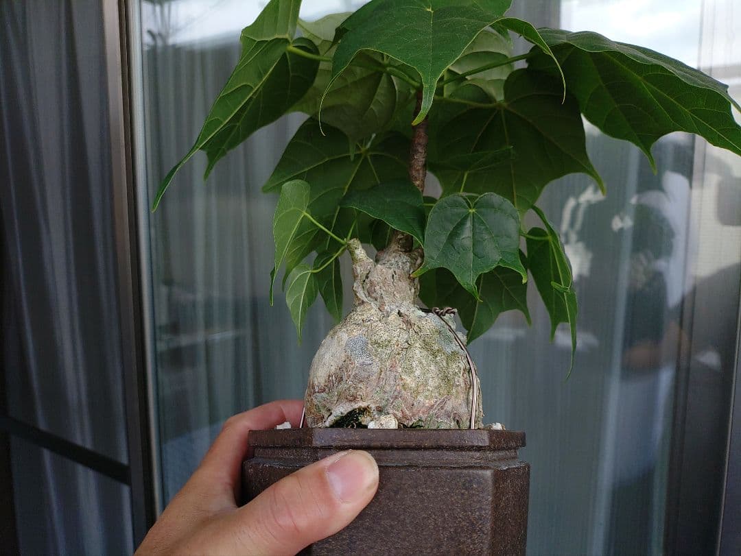 ゆーきん樹種不明　塊根植物　メルカリ便