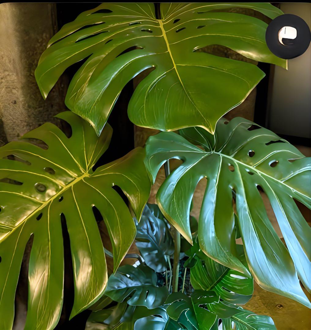 光触媒　人工観葉植物　ウォールグリーン　フェイクグリーン　バリ風特大モンステラ8