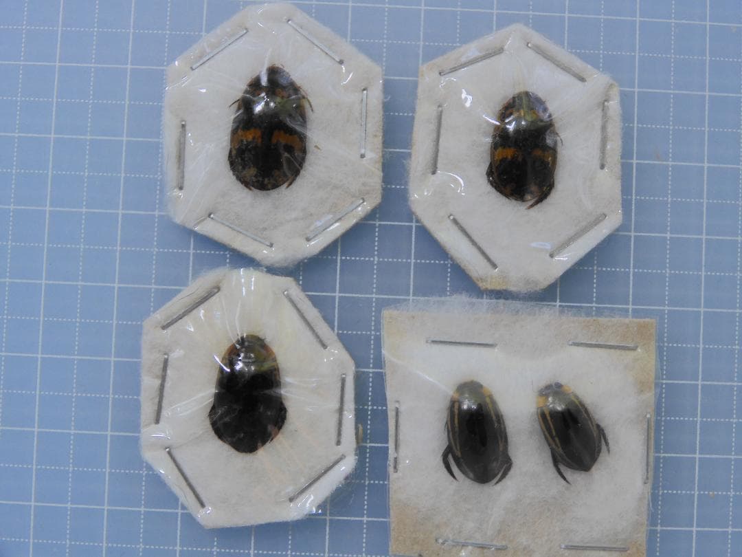 タイ産　ゲンゴロウセット　13-16mm