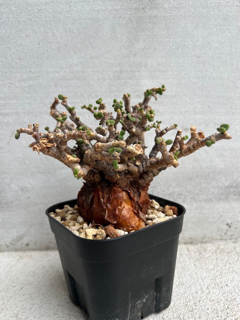 発根済　ケラリアピグマエア 11